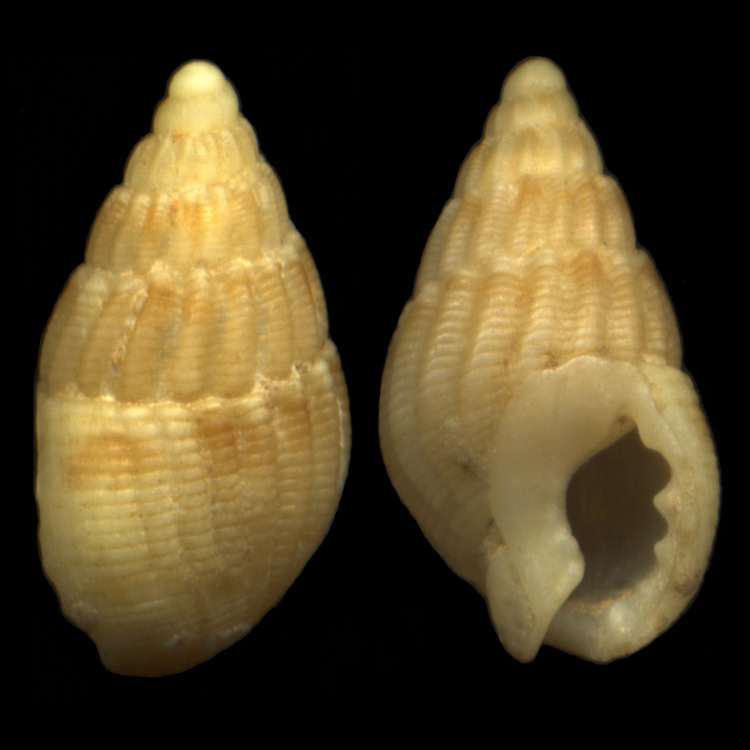 Nassarius coralligenus (Pallary, 1900)